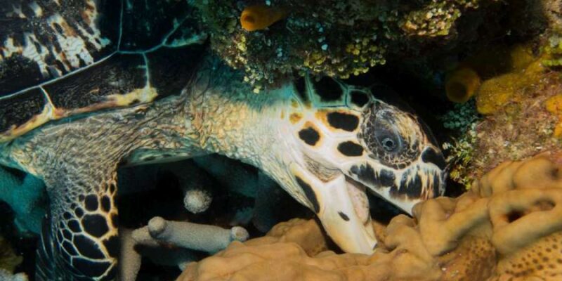 a close up of a turtle